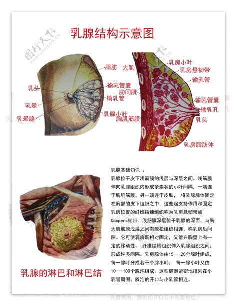 胸部位置|厉害了我的医生！乳腺结构手绘图，你值得拥有